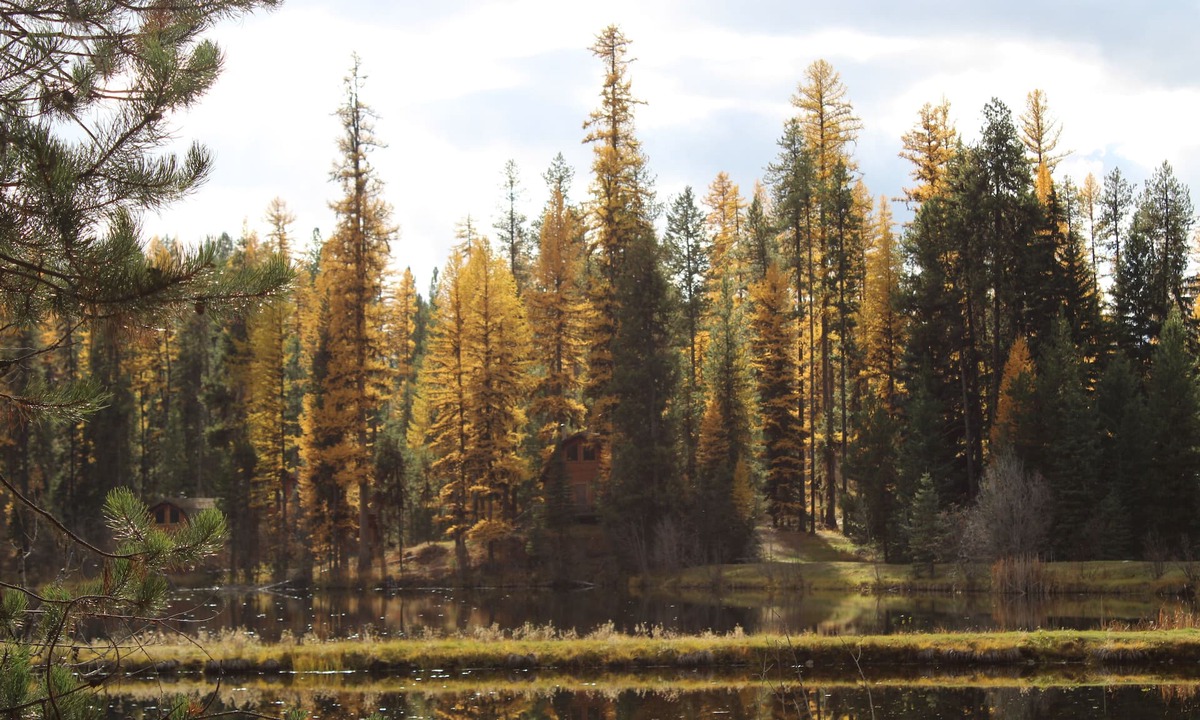 Condon Cabin | "Elk's Run" Rustic Cabin Hidden Among The Pines At Falls Creek.