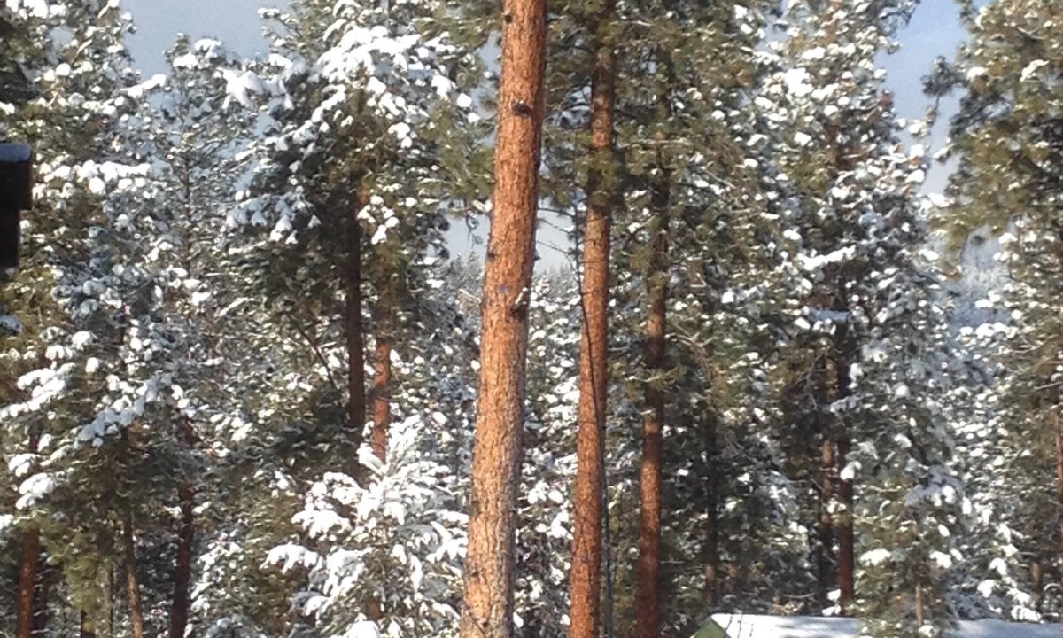 Superior Cabin | Family Size Modern Log Vacation Cabin, one pet allowed, 30 pound max. Pet fee.