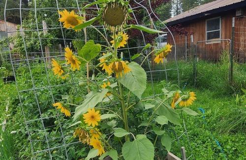 Heron Cabin | Cabin on a working homestead in Heron, Mt. " Heifer, Pork and Pecker Farm"n