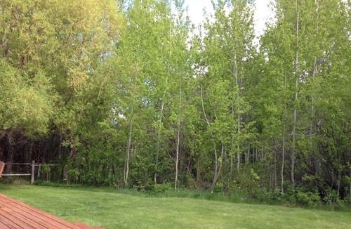 Moose Wilson Road Cabin | Cutest Cabin in Jackson Hole with Hot Tub