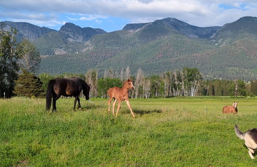 Ronan Cabin | New! Avail 4th of July! 13-person cabin. Hot tub on roof, 15 mins to Flathead Lk