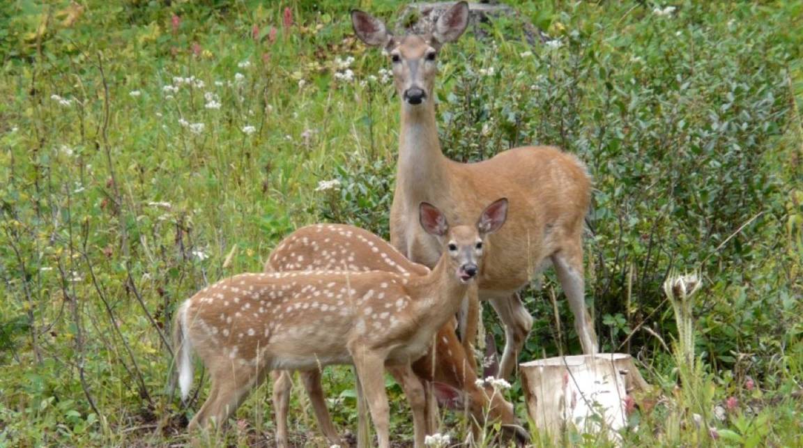 Photo of Others in Polebridge