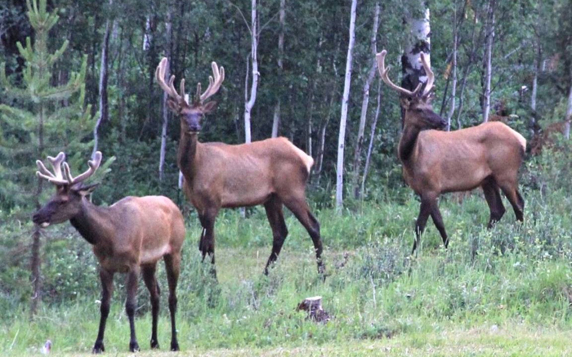 Photo of Others in Polebridge