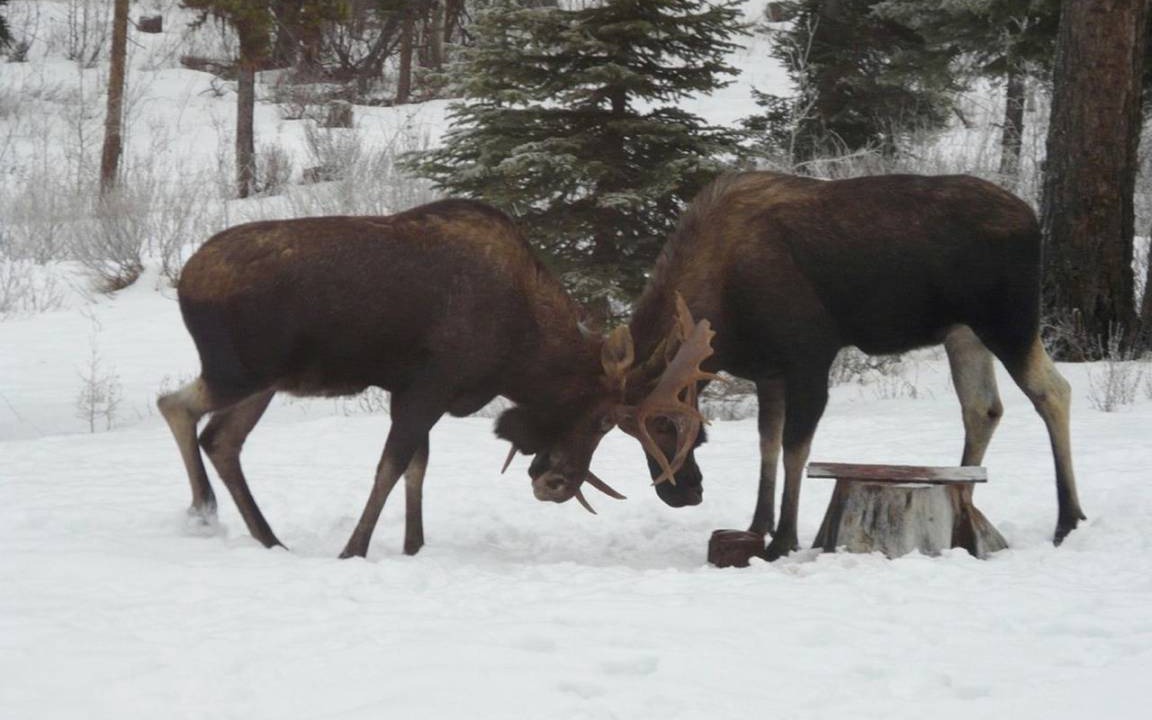 Photo of Others in Polebridge