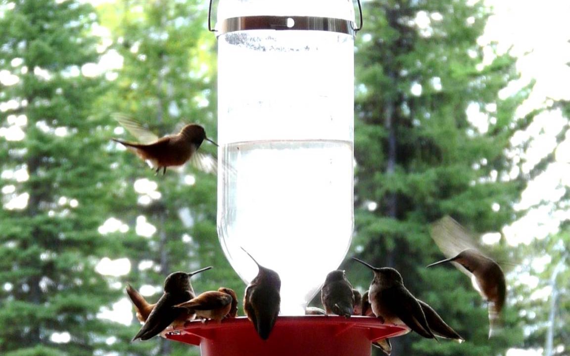 Photo of Others in Polebridge