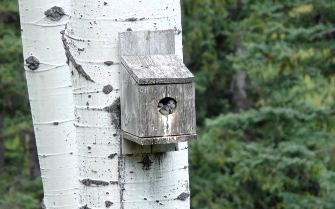 Photo of Others in Polebridge