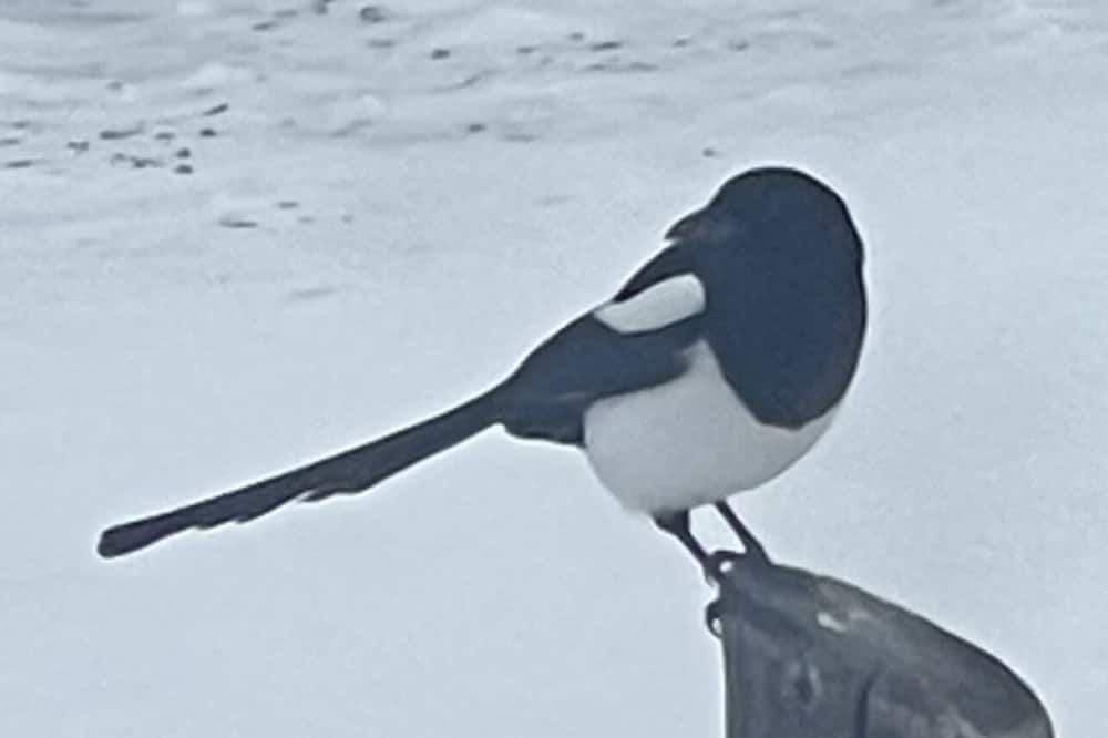 Photo of Outdoor in Ravalli County