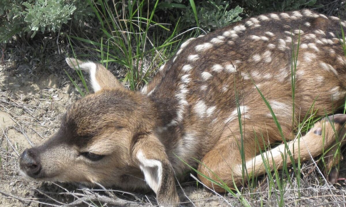 Photo of Others in Hot Springs