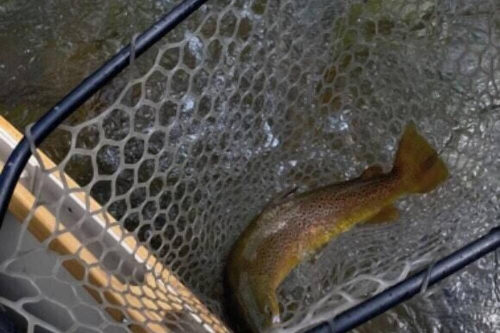 Photo of Others in Missoula