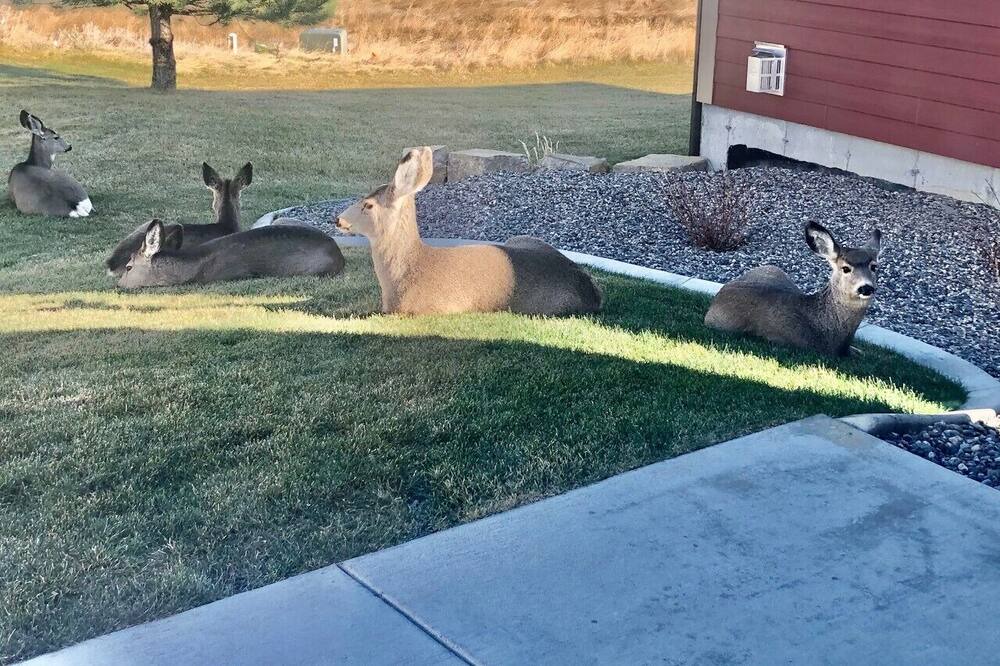 Photo of Others in Billings