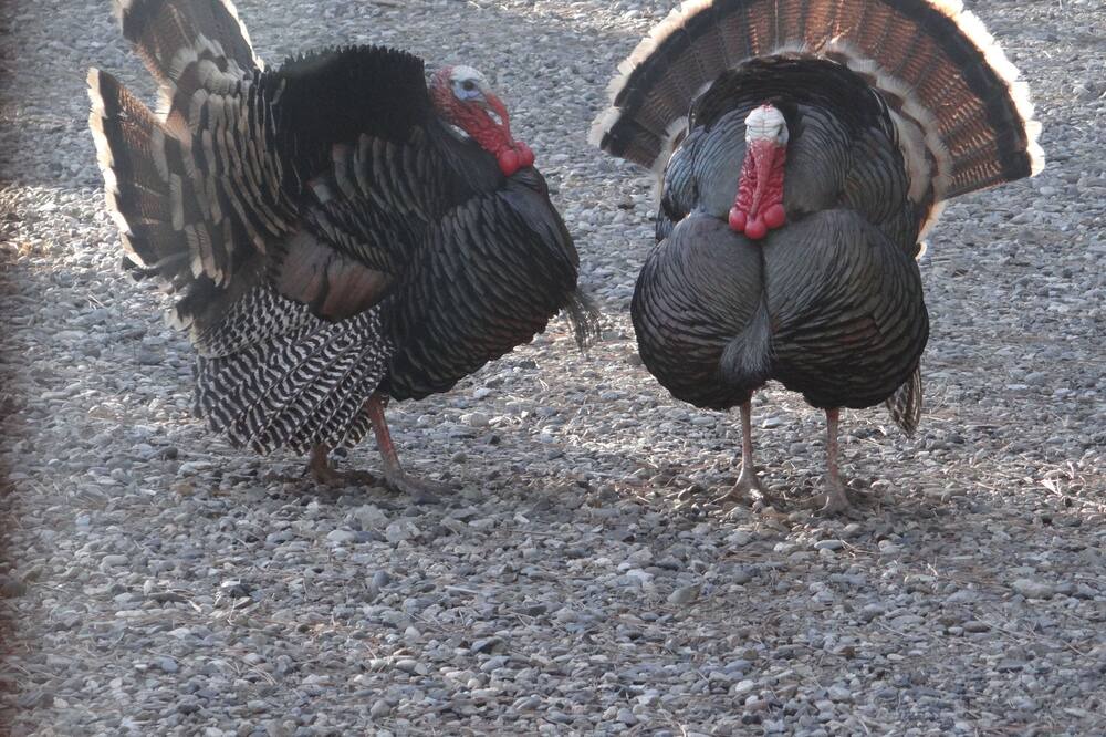 Photo of Others in Sweet Grass County