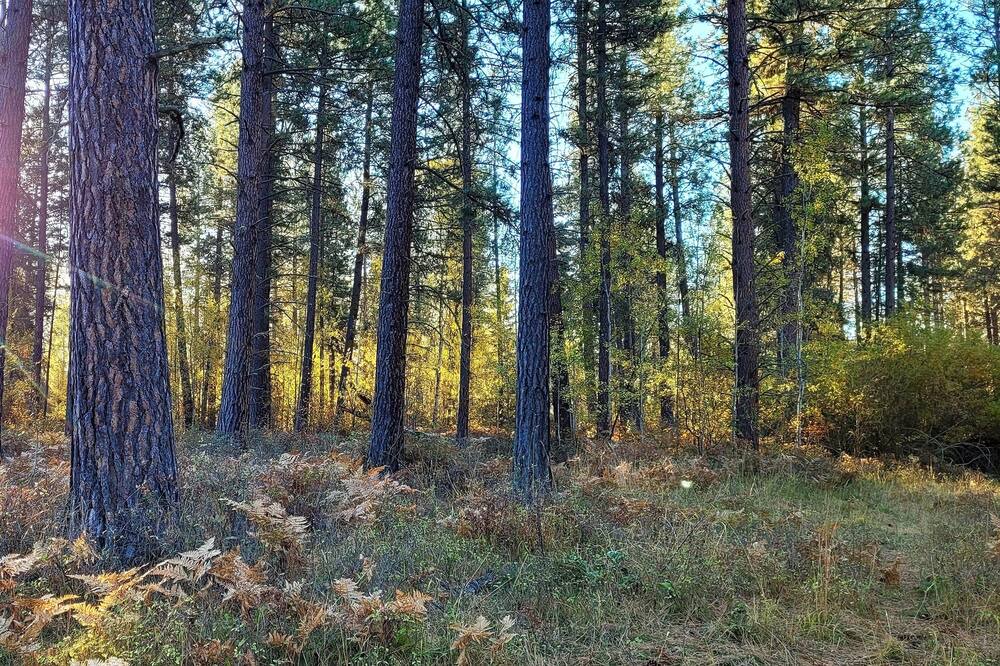 Photo of Outdoor in Ronan