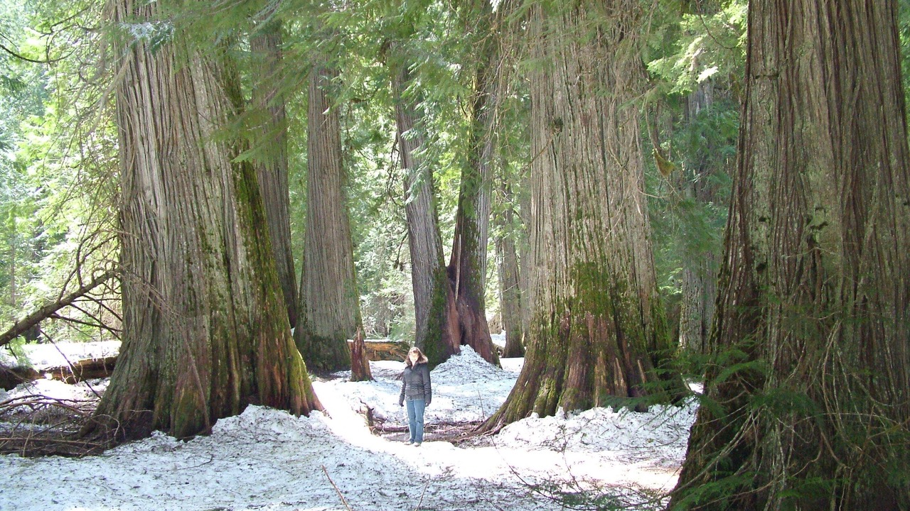 Photo of Outdoor in Trout Creek