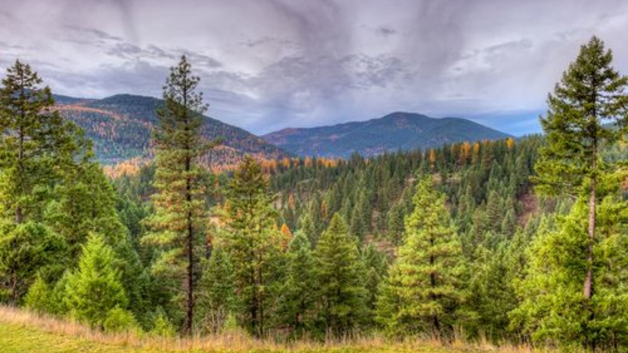 Photo of Others in Trout Creek