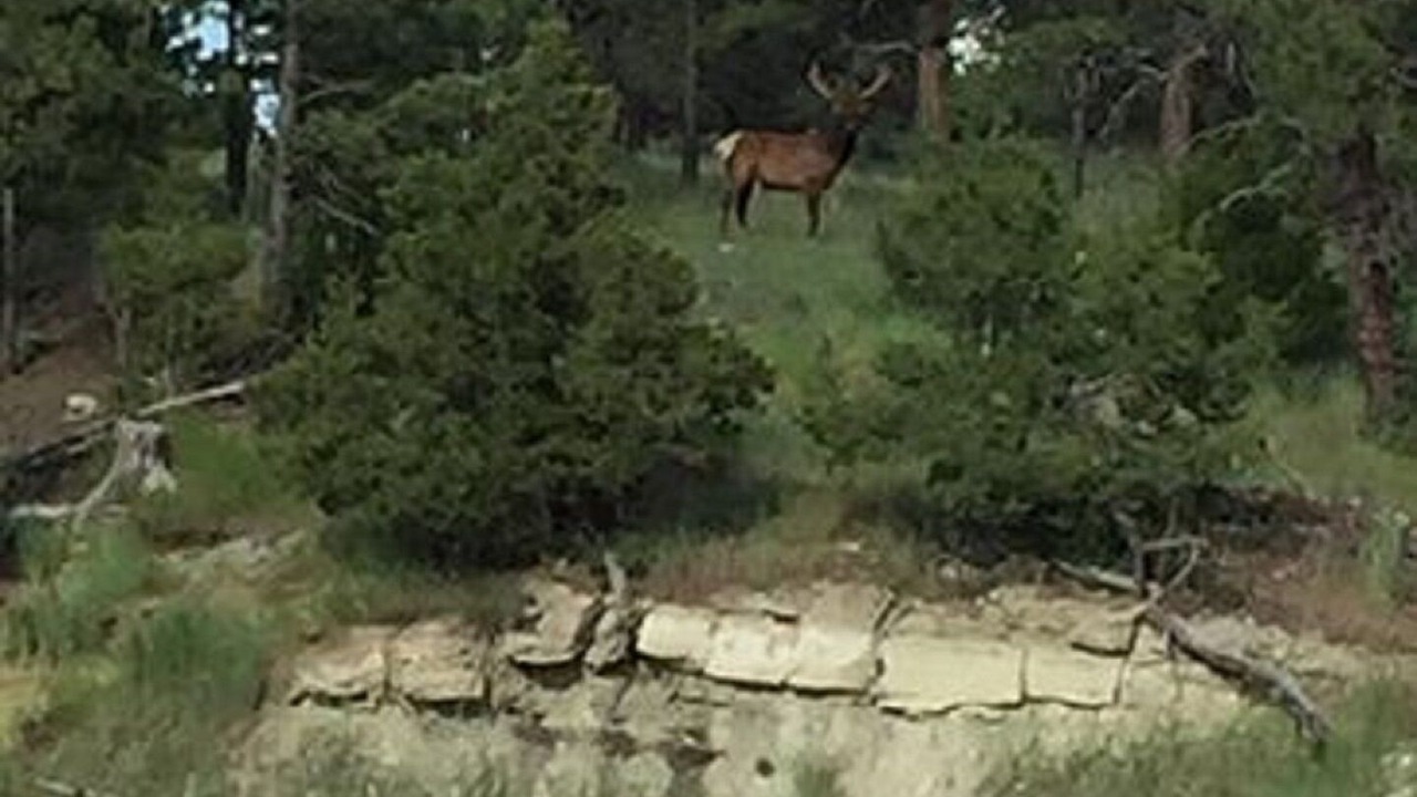 Photo of Others in Roundup