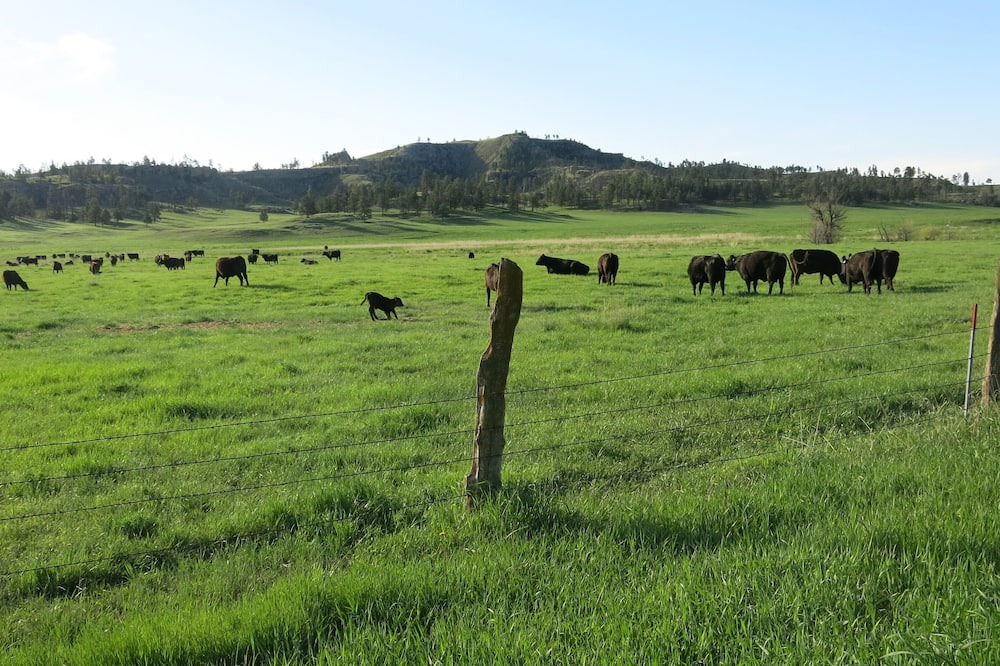Photo of Others in Roundup
