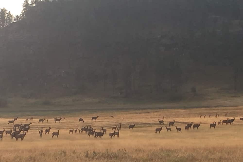 Photo of Others in Roundup