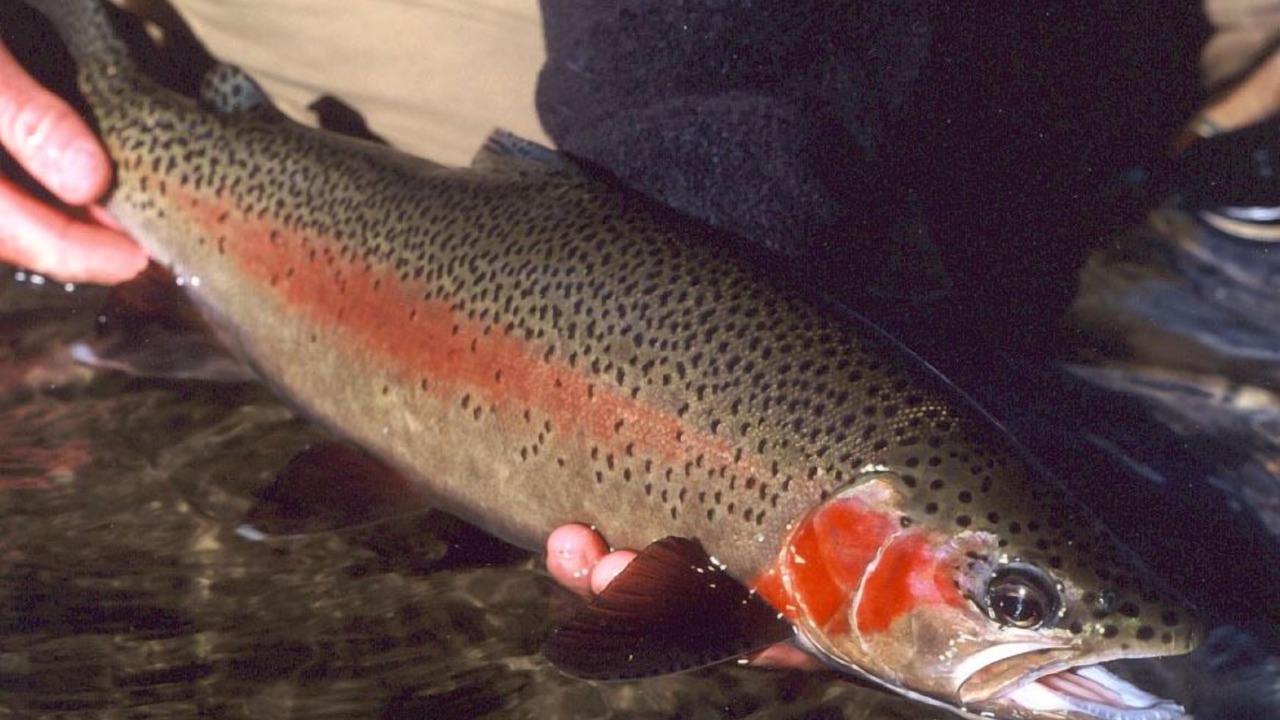 Photo of Others in Dillon