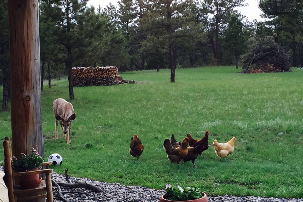Photo of Others in Roundup