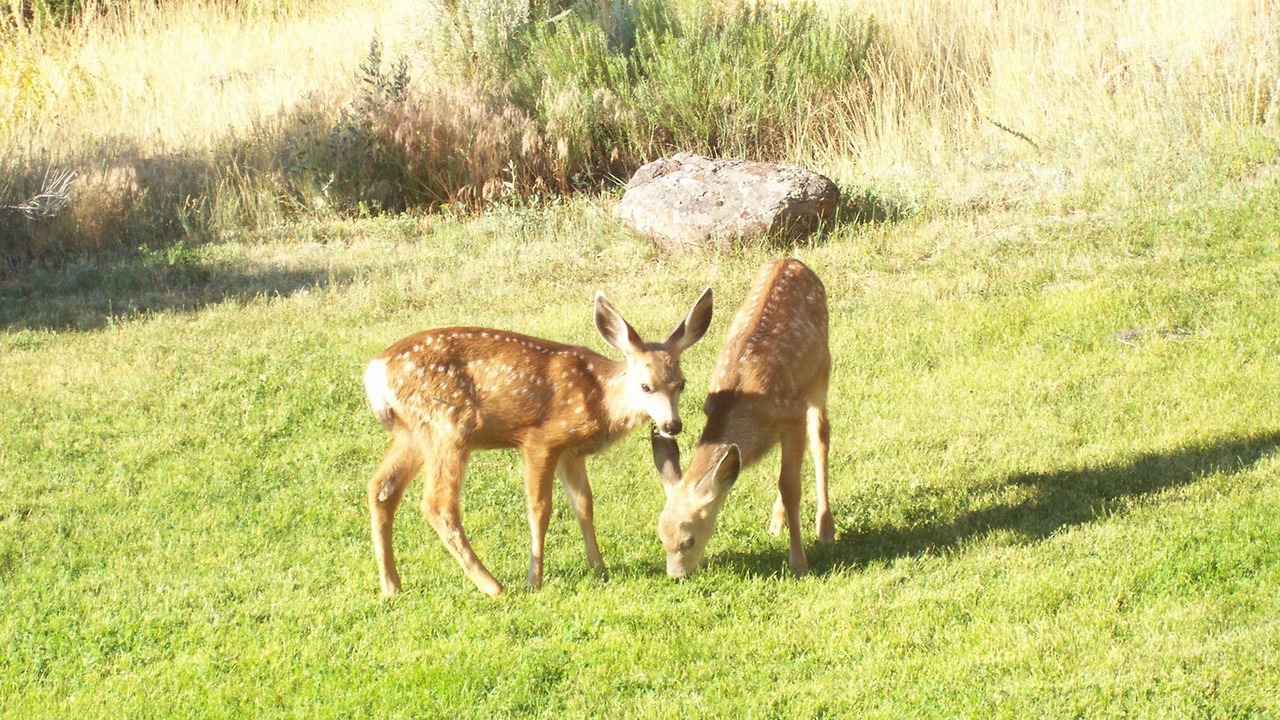Photo of Outdoor in Emigrant