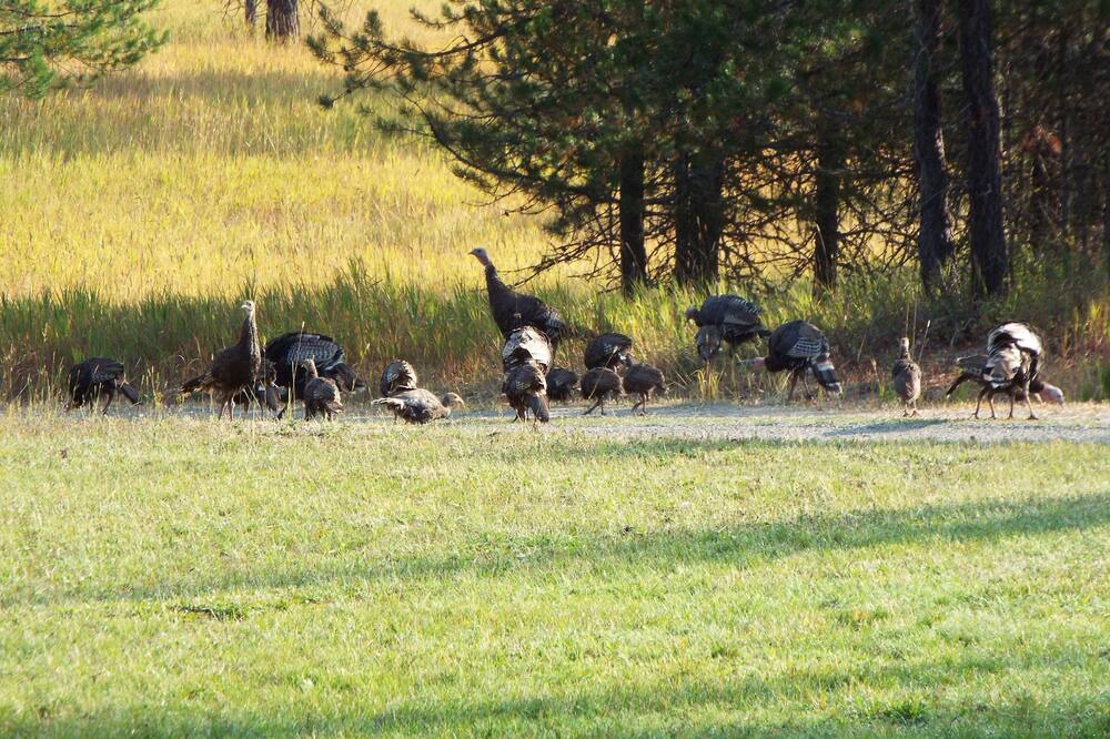 Photo of Outdoor in Trout Creek