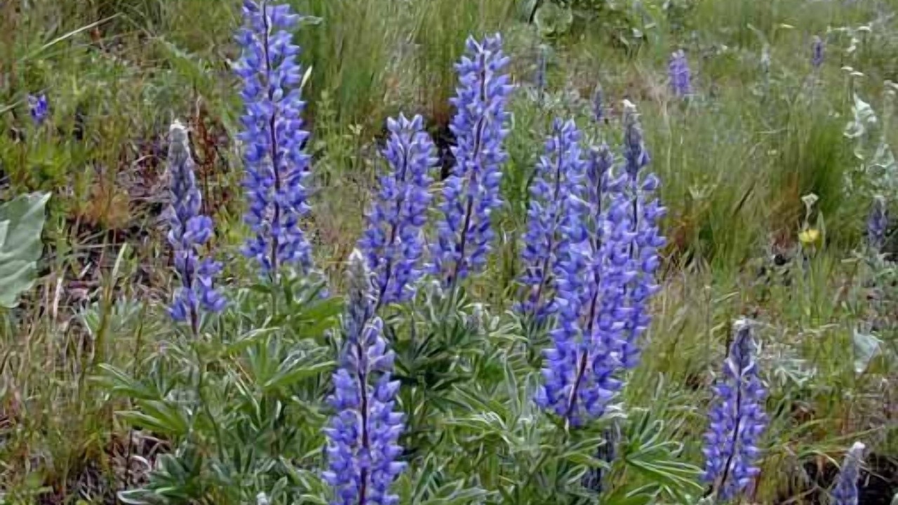 Photo of Outdoor in Trout Creek