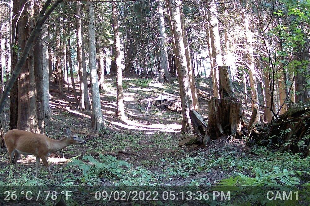 Photo of Outdoor in St. Maries