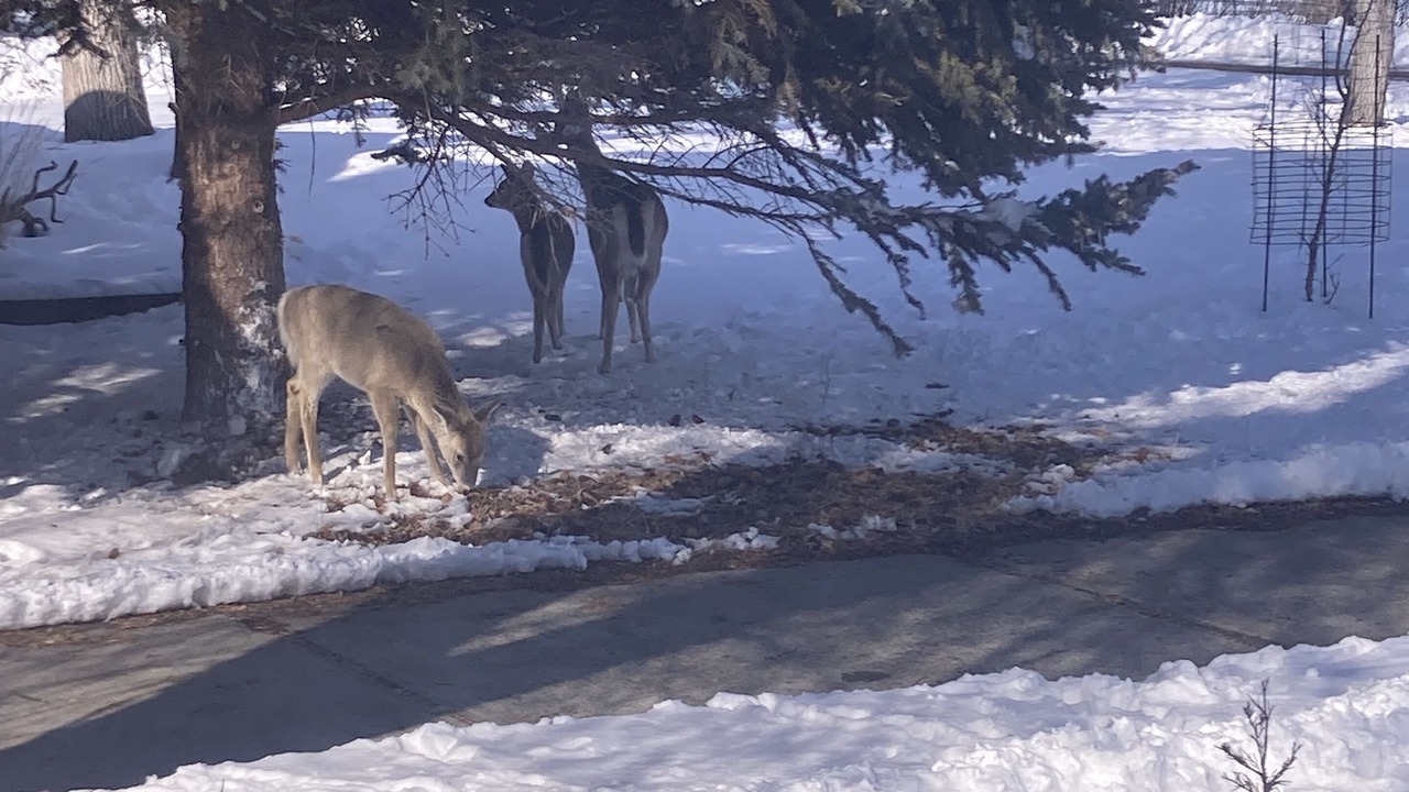 Photo of Others in Fort Peck