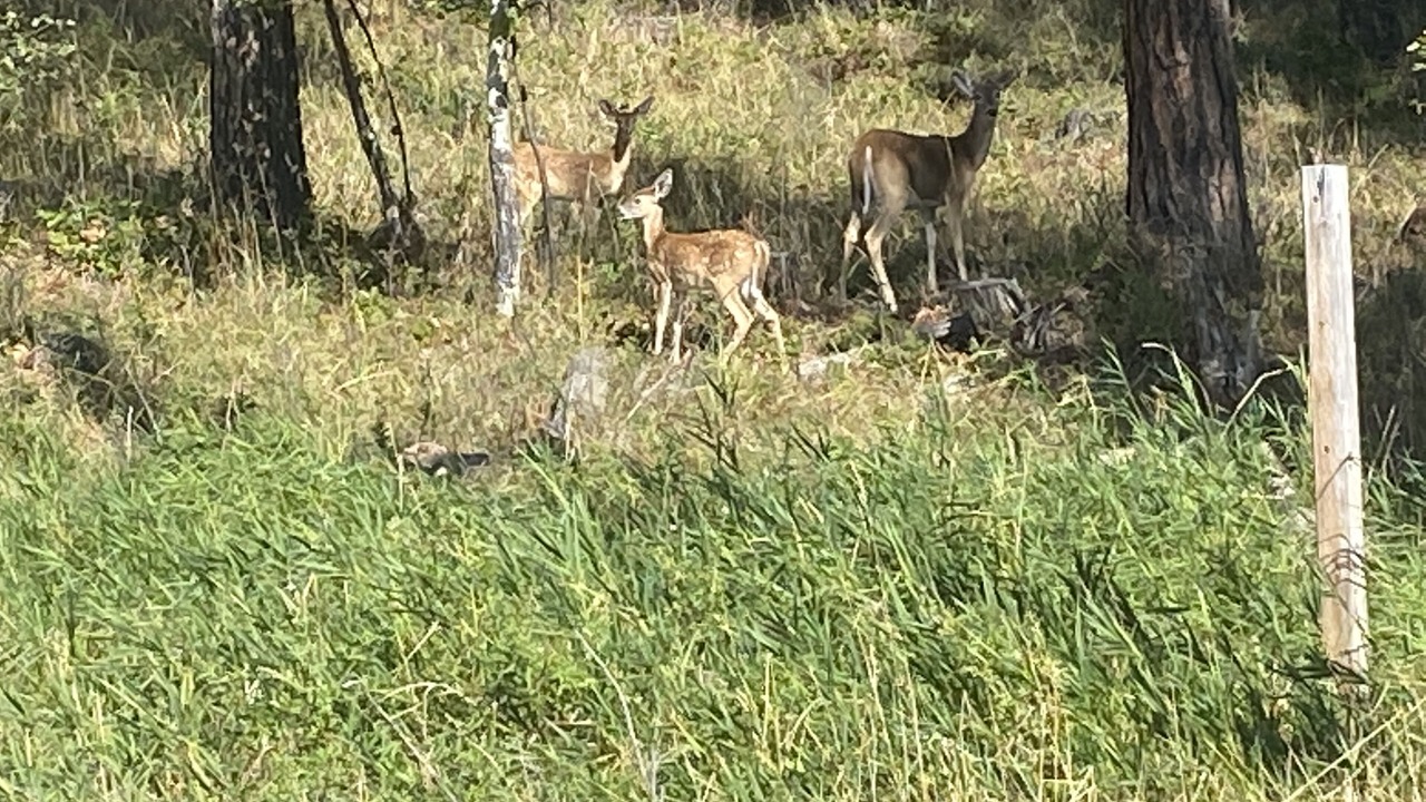 Photo of Others in Thompson Falls