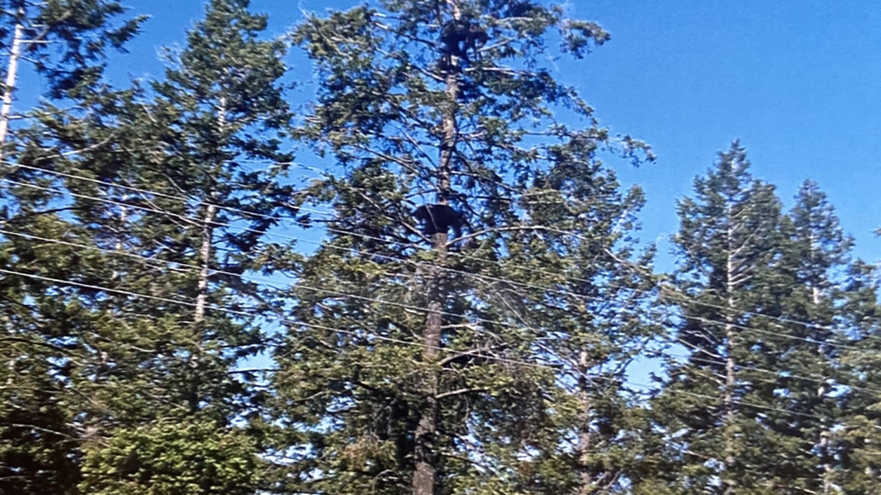 Photo of Others in Thompson Falls