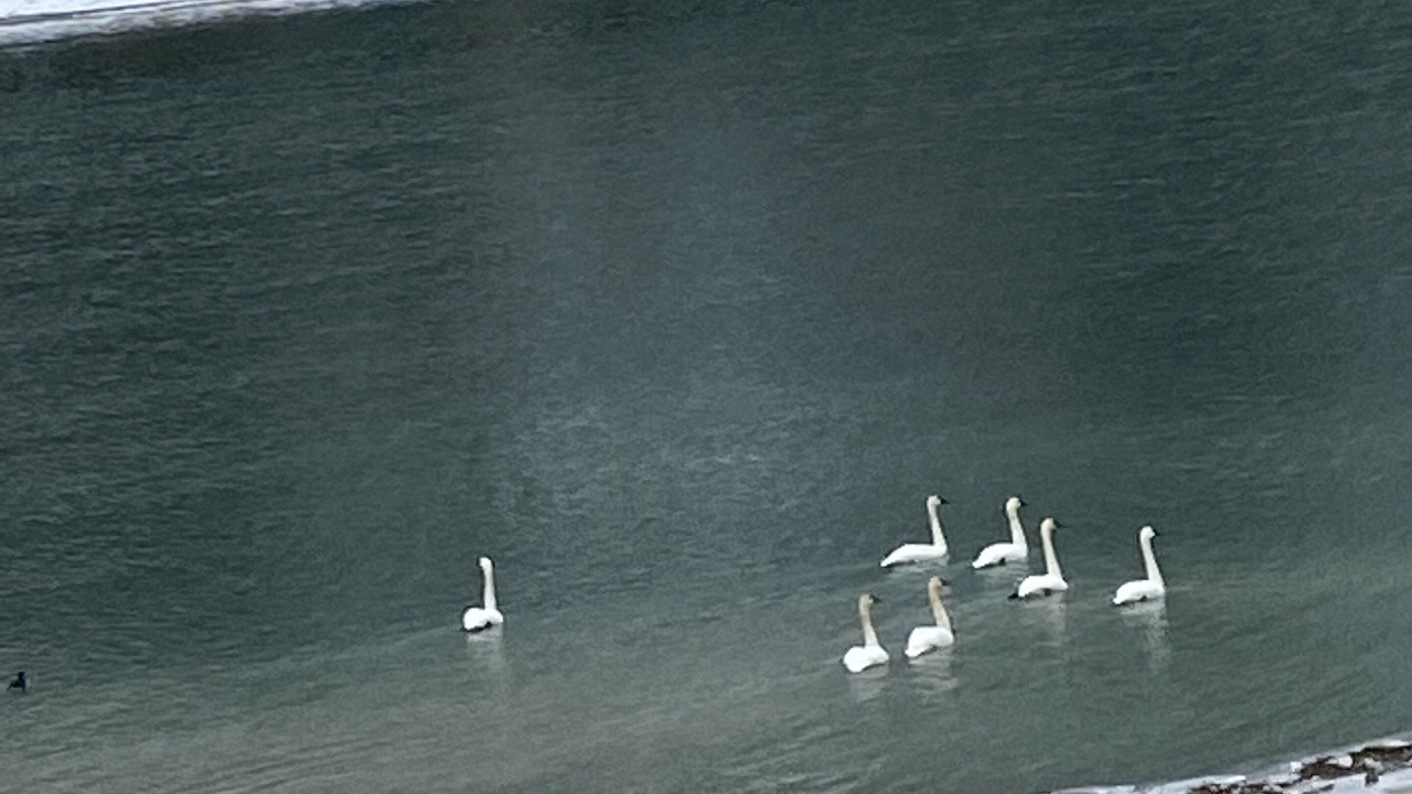 Photo of Others in Thompson Falls