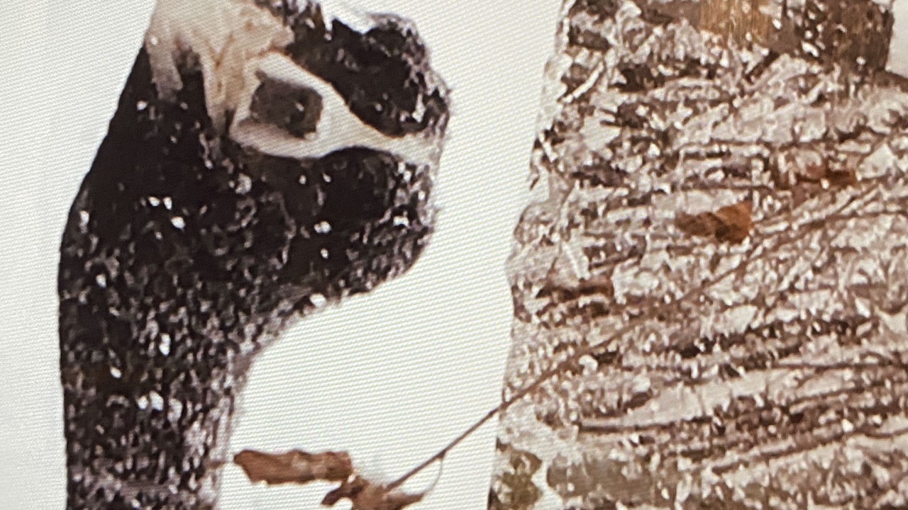 Photo of Others in Thompson Falls