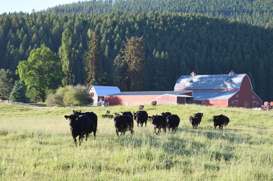 Photo of Others in Trout Creek