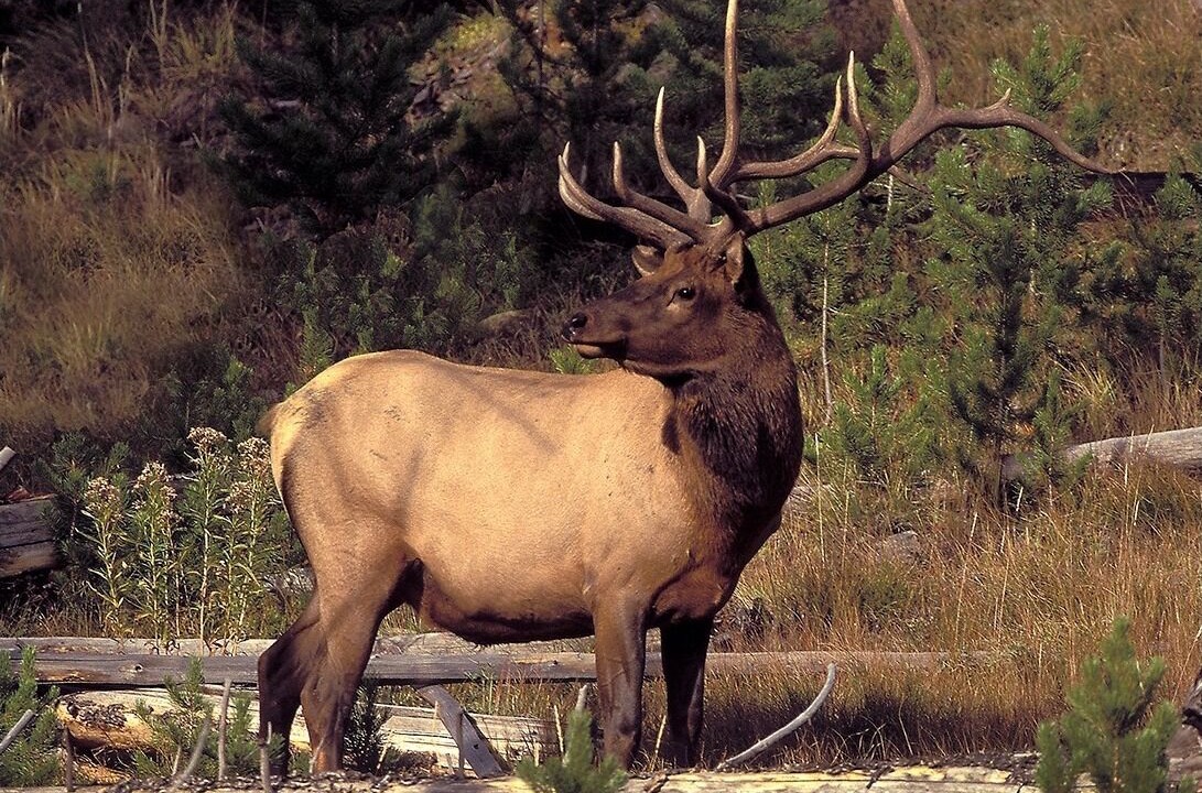 Photo of Others in McAllister