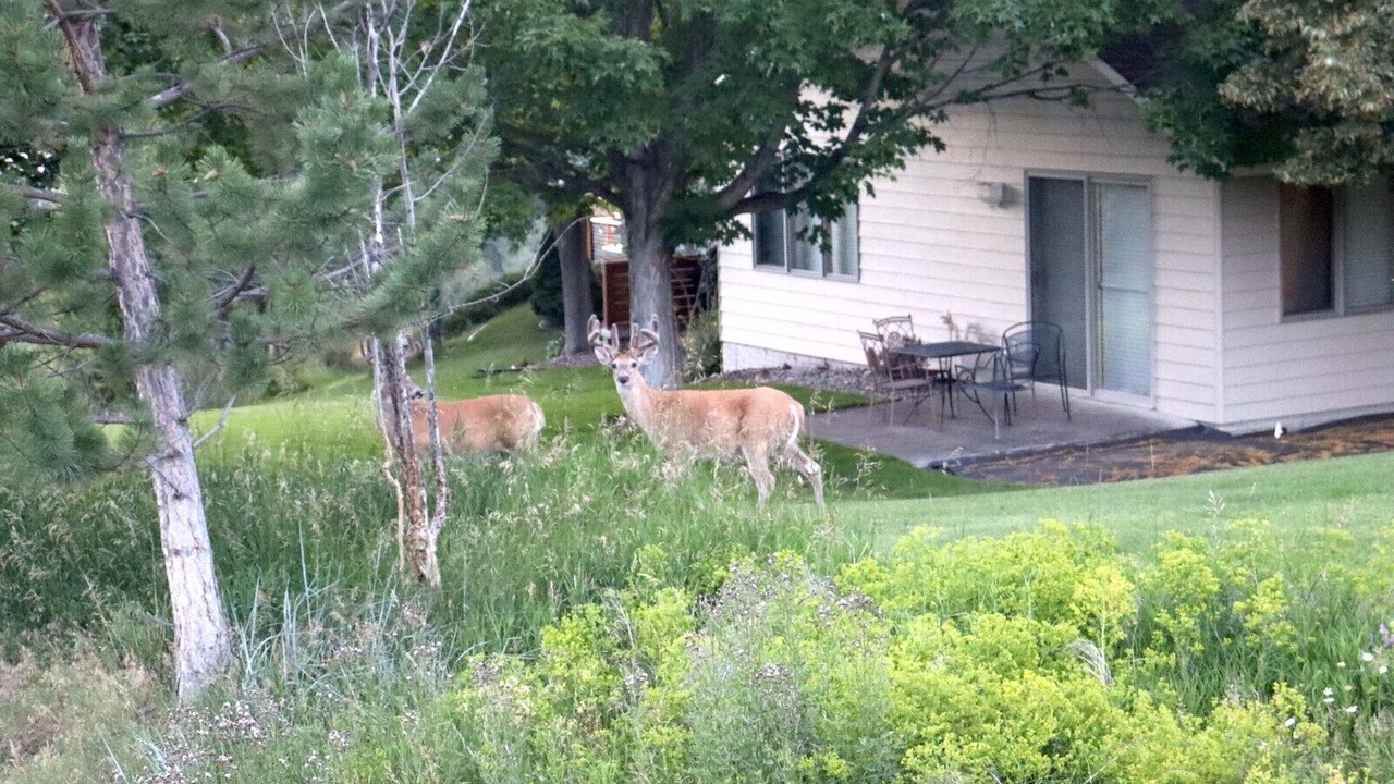 Photo of Outdoor in Moose Can Gully