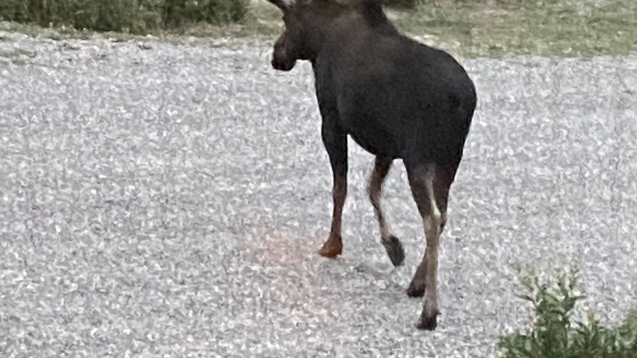 Photo of Outdoor in Livingston