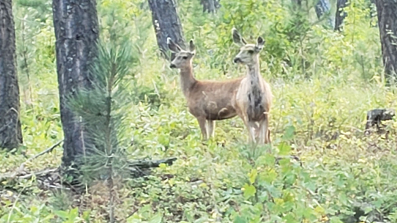 Photo of Others in Lewistown