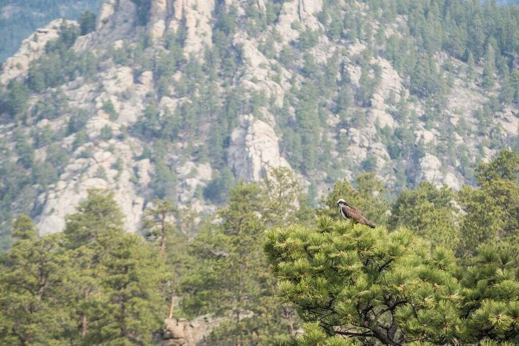Photo of Outdoor in Estes Park