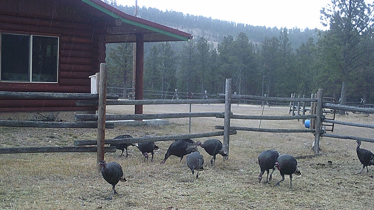 Photo of Others in Golden Valley County