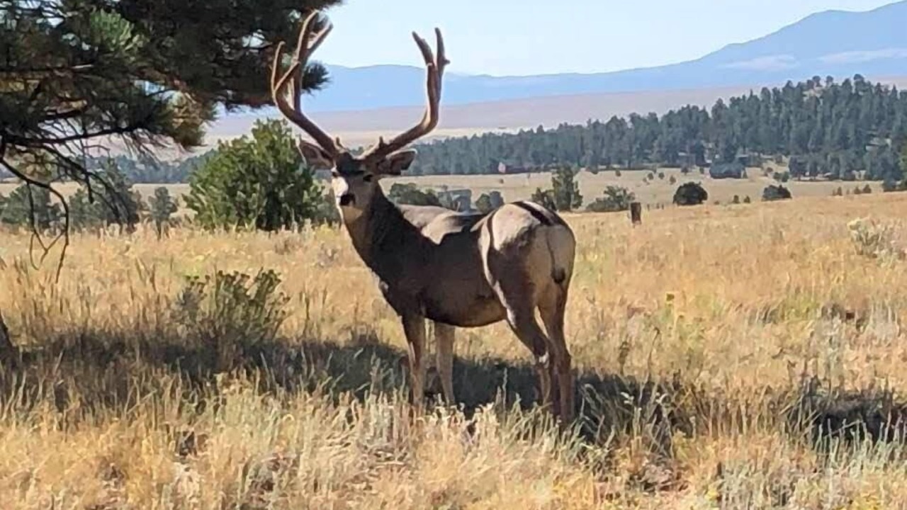 Photo of Others in Westcliffe