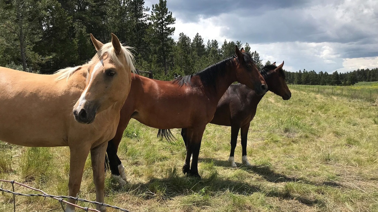 Photo of Others in Musselshell County