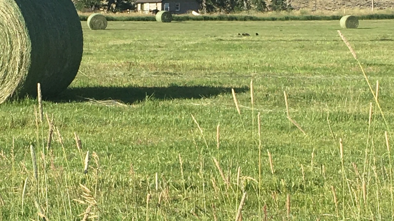 Photo of Others in Glen