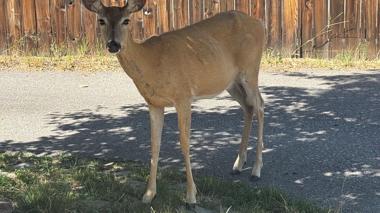 Photo of Others in Upper Rattlesnake