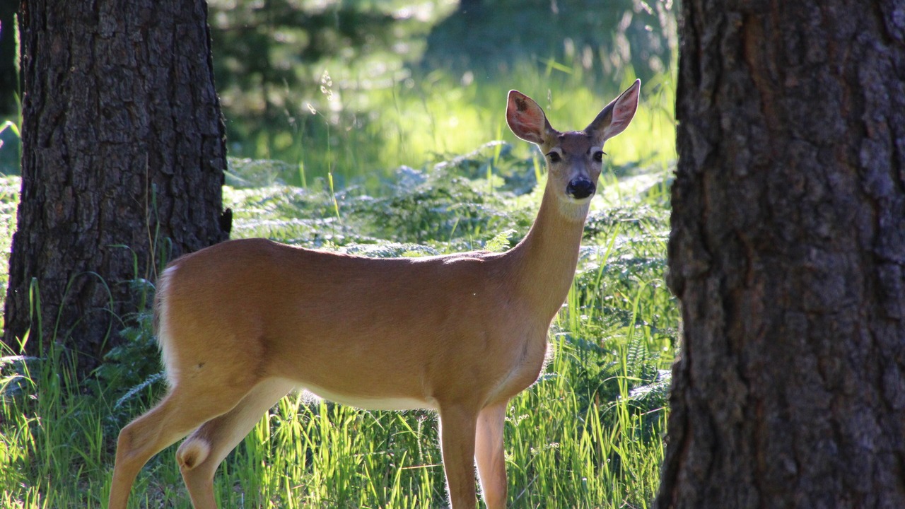 Photo of Others in Trout Creek
