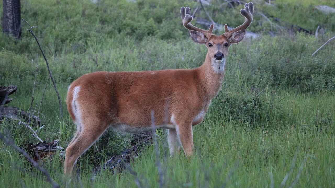 Photo of Others in Polebridge
