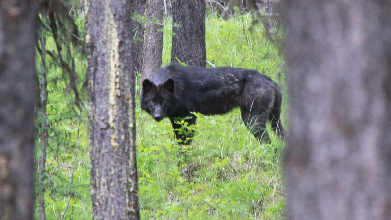 Photo of Others in Polebridge