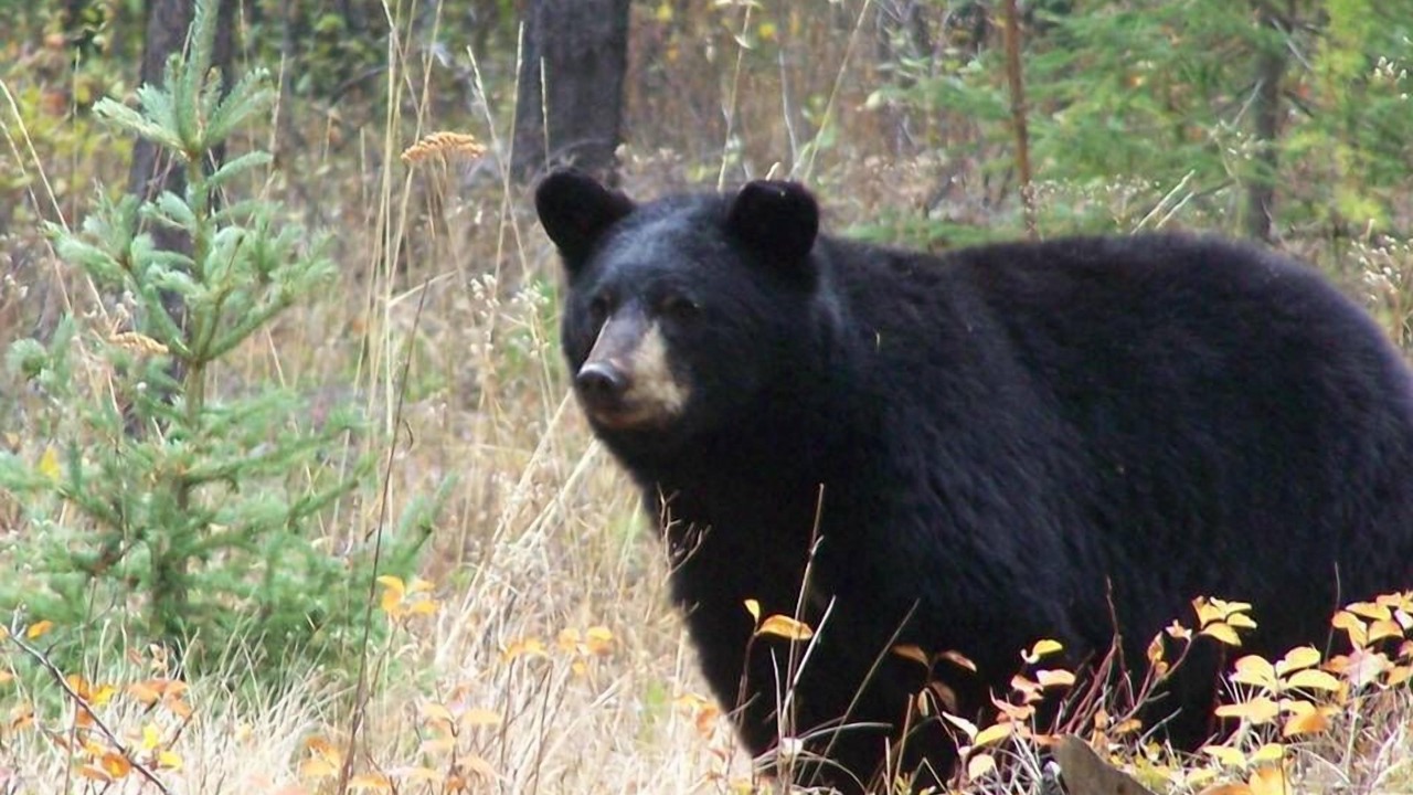 Photo of Others in Polebridge