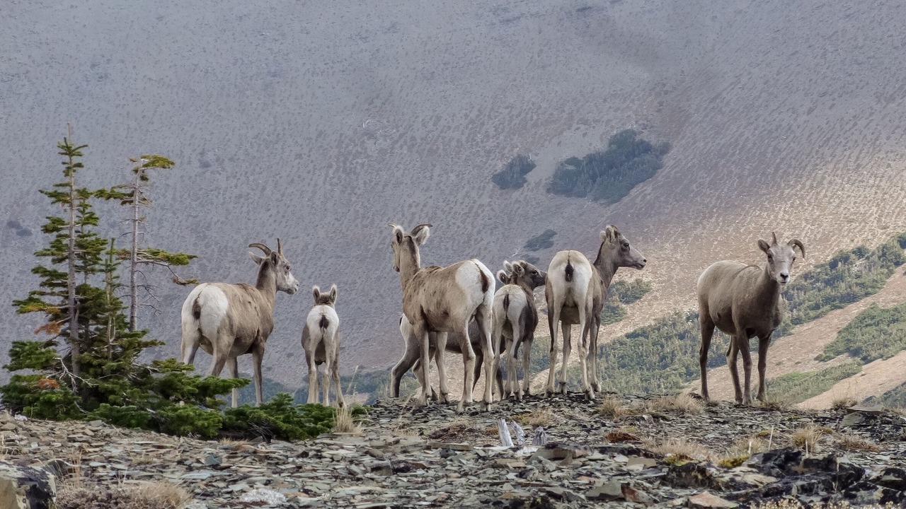 Photo of Others in Angel Point