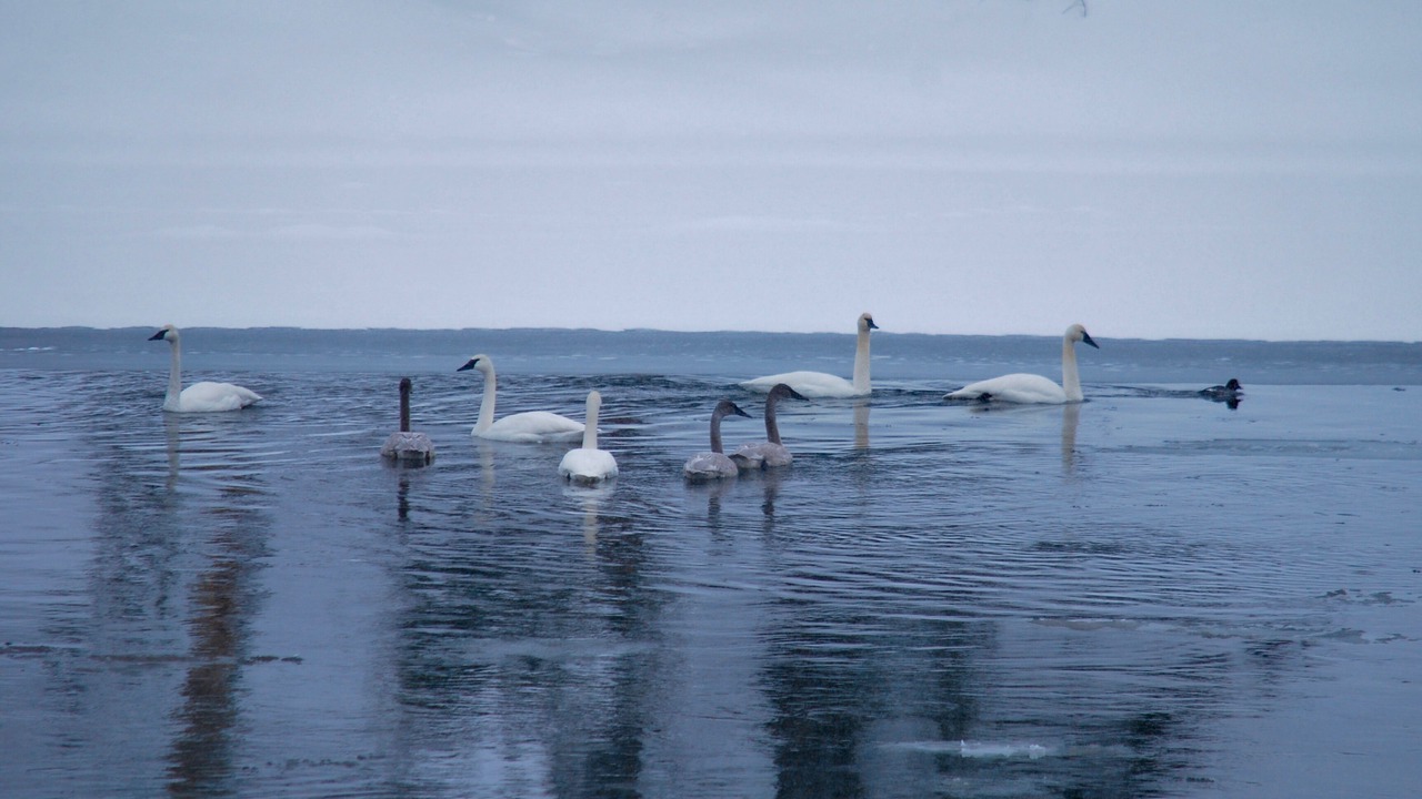 Photo of Others in Gardiner