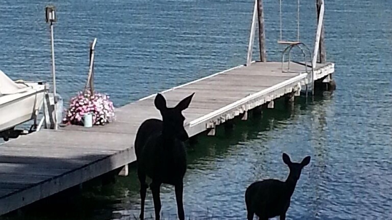 Photo of Others in Finley Point